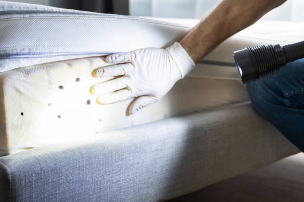 Best Flea Control Services  in Guthrie Center, IA